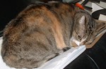 lady2