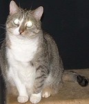 lady3