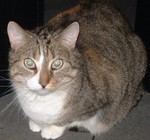 lady6