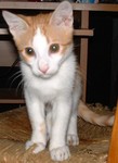 ziziba3