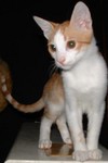 ziziba4