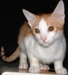 ziziba5