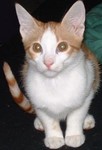 ziziba6
