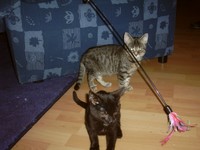 Highlight for Album: Laura und Lucy